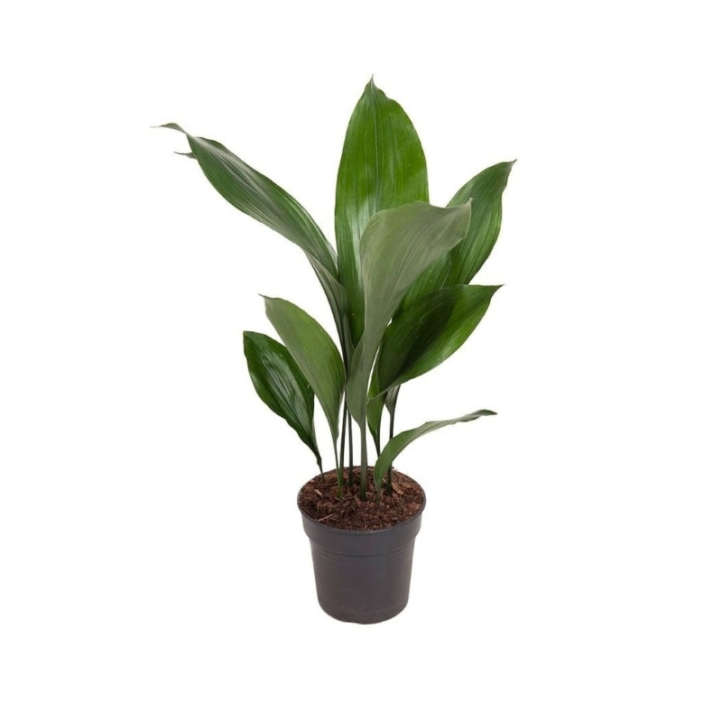 pilistra verde