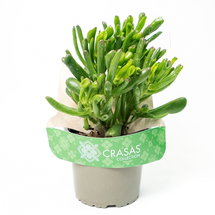 Crassula Horn Tree