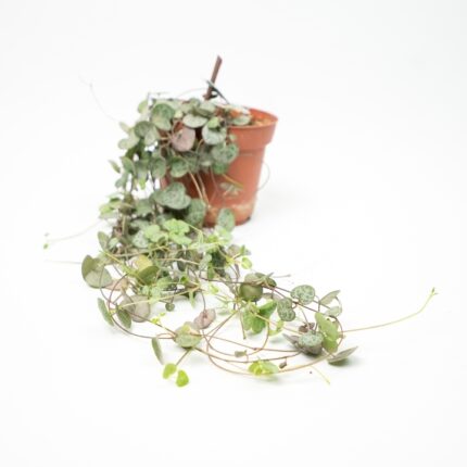 CEROPEGIA WOODII