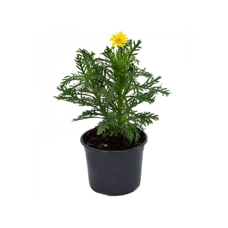 euryops